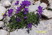 09 Splendide violette